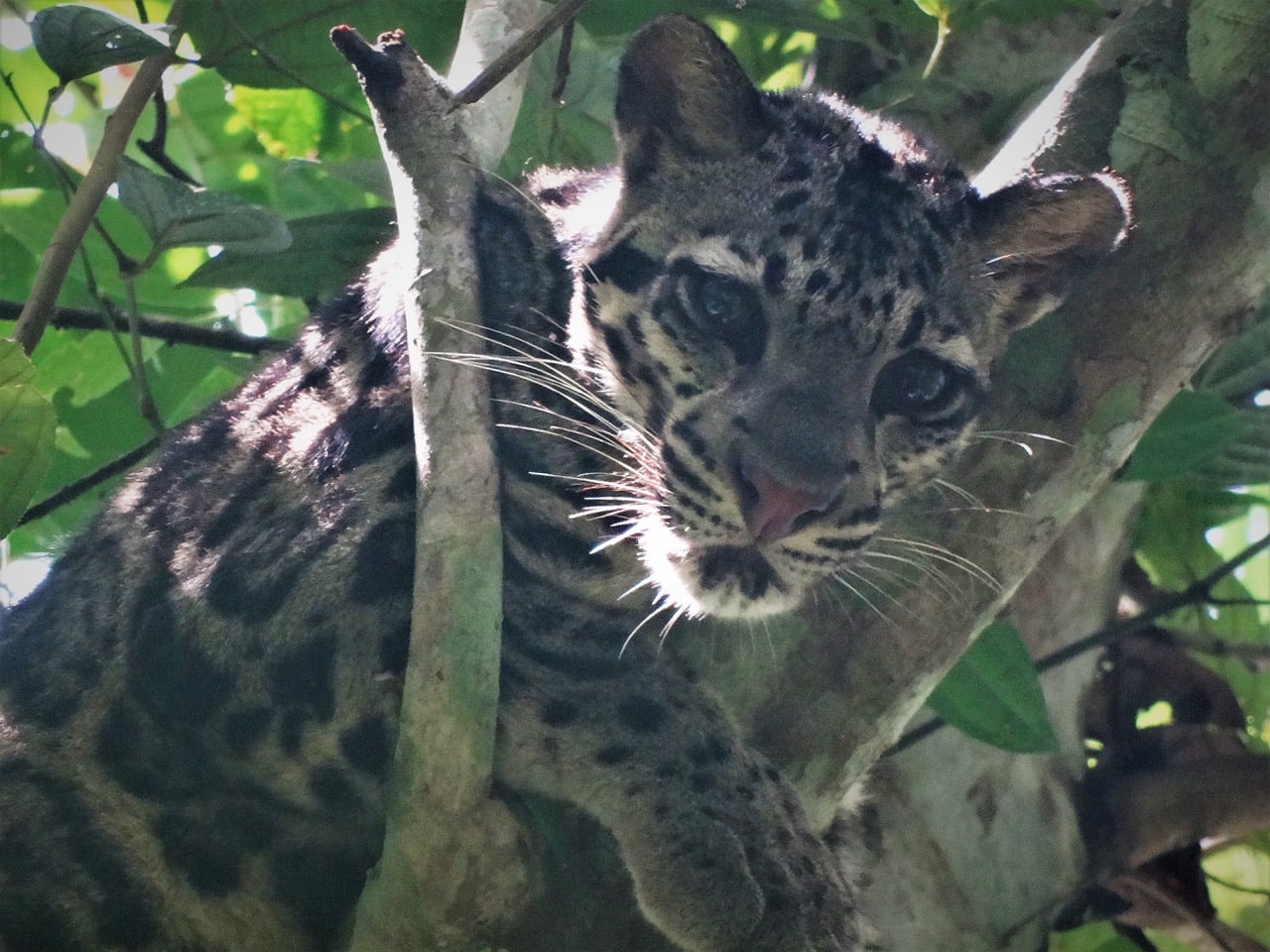 Clouded leopard in Borneo