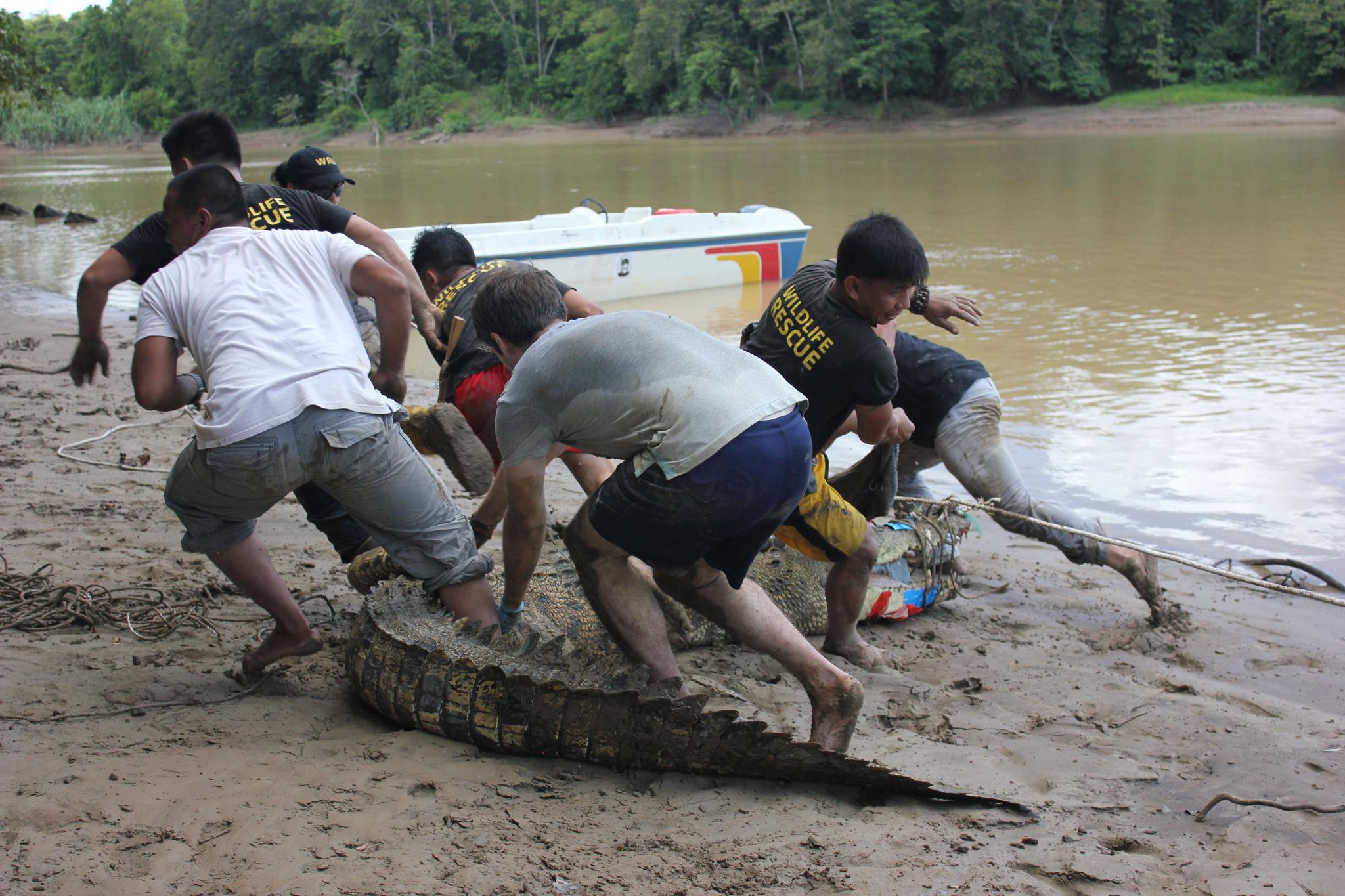 Crocodile field research team