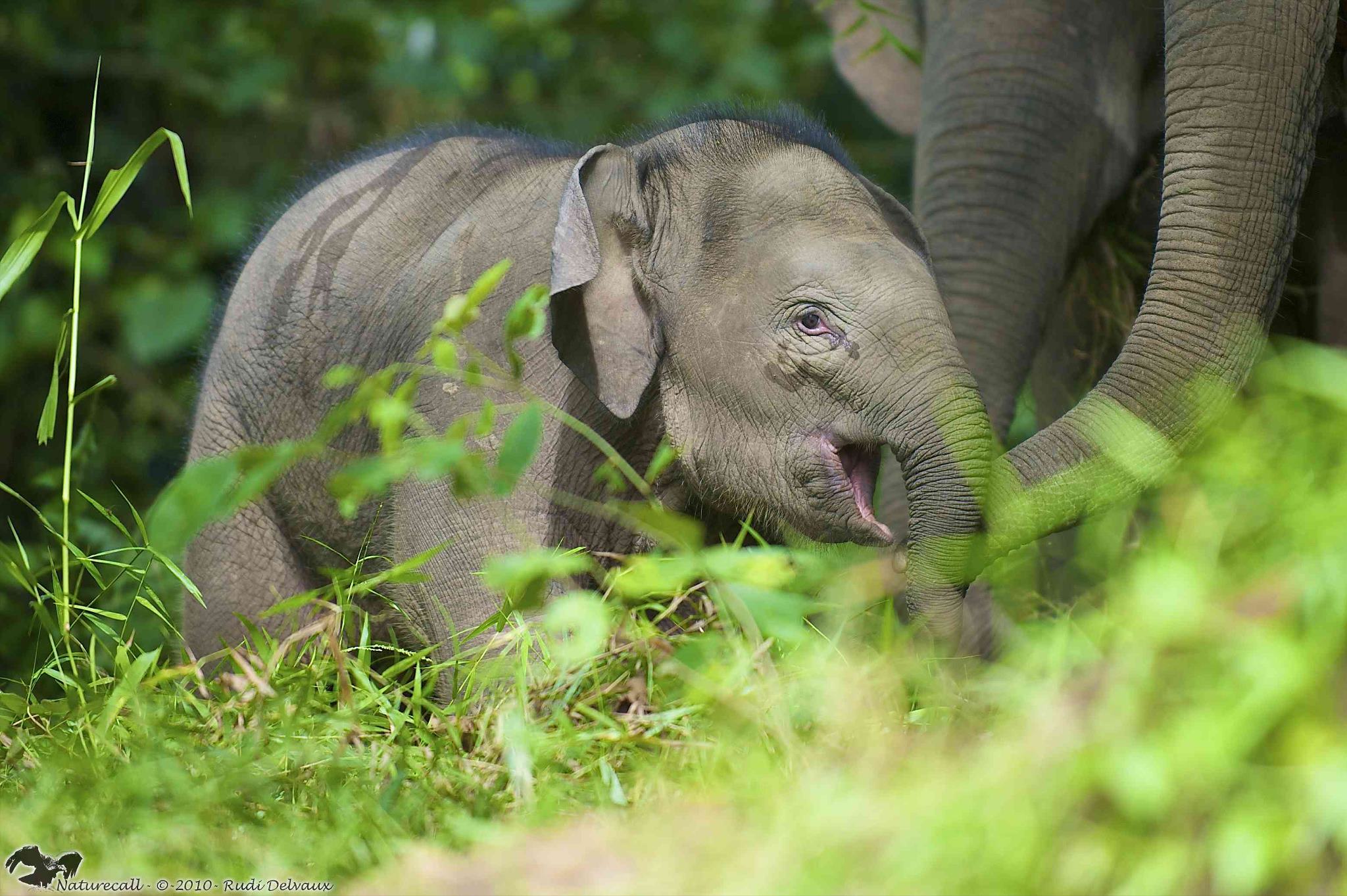 Bornean pygmy elephant calf in Sabah