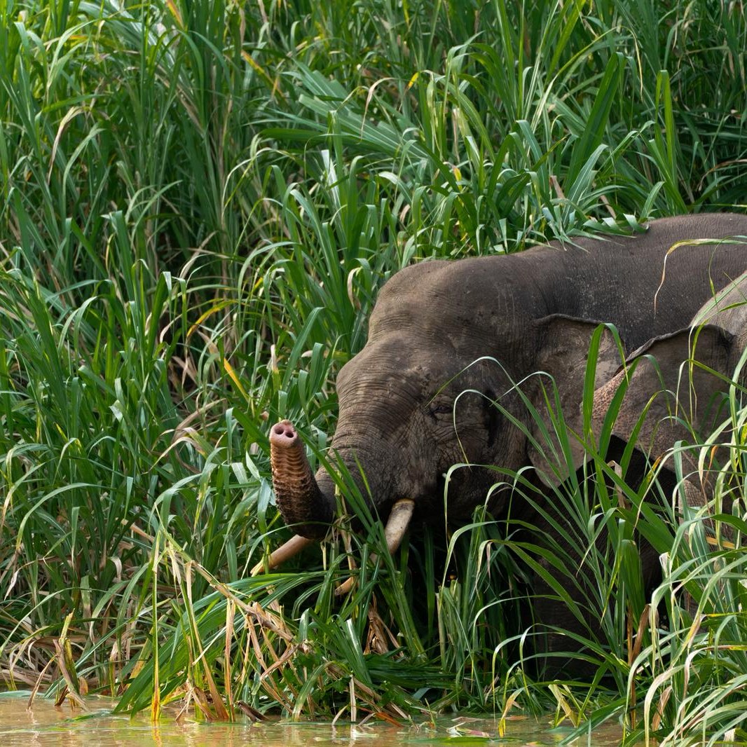 Bornean elephant at river