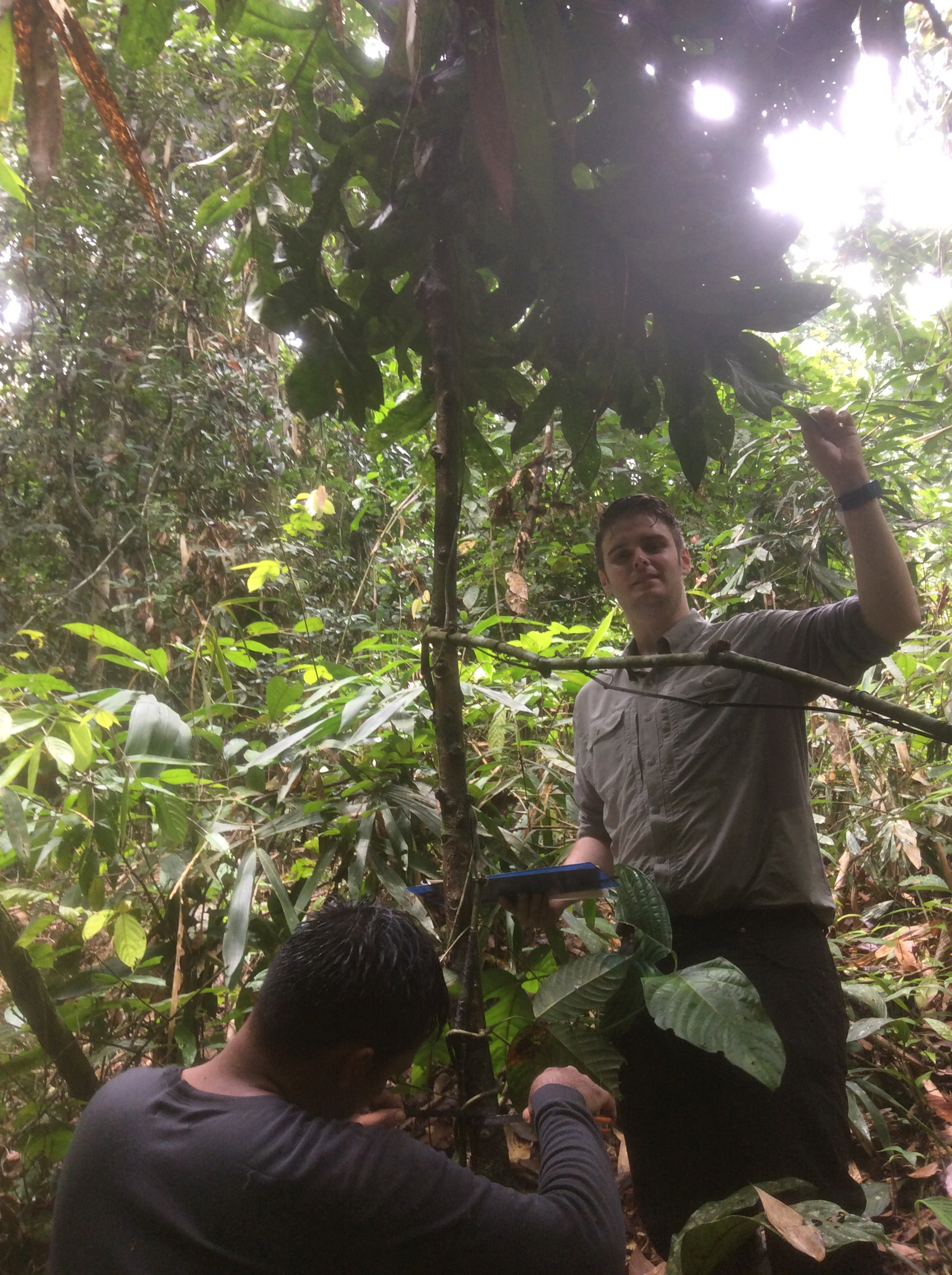 Luke Evans conducting fieldwork in Borneo rainforest