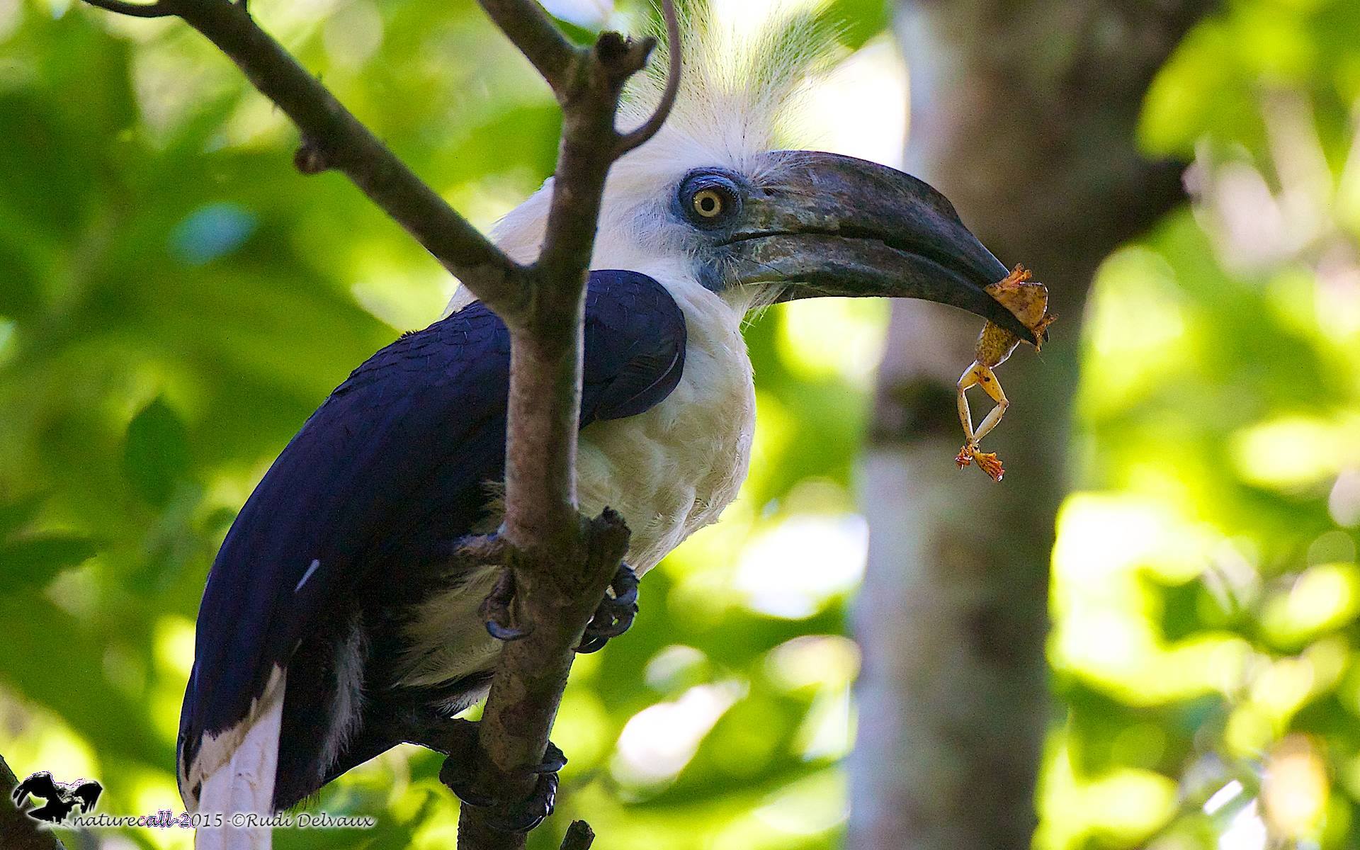 White-crowned hornbill
