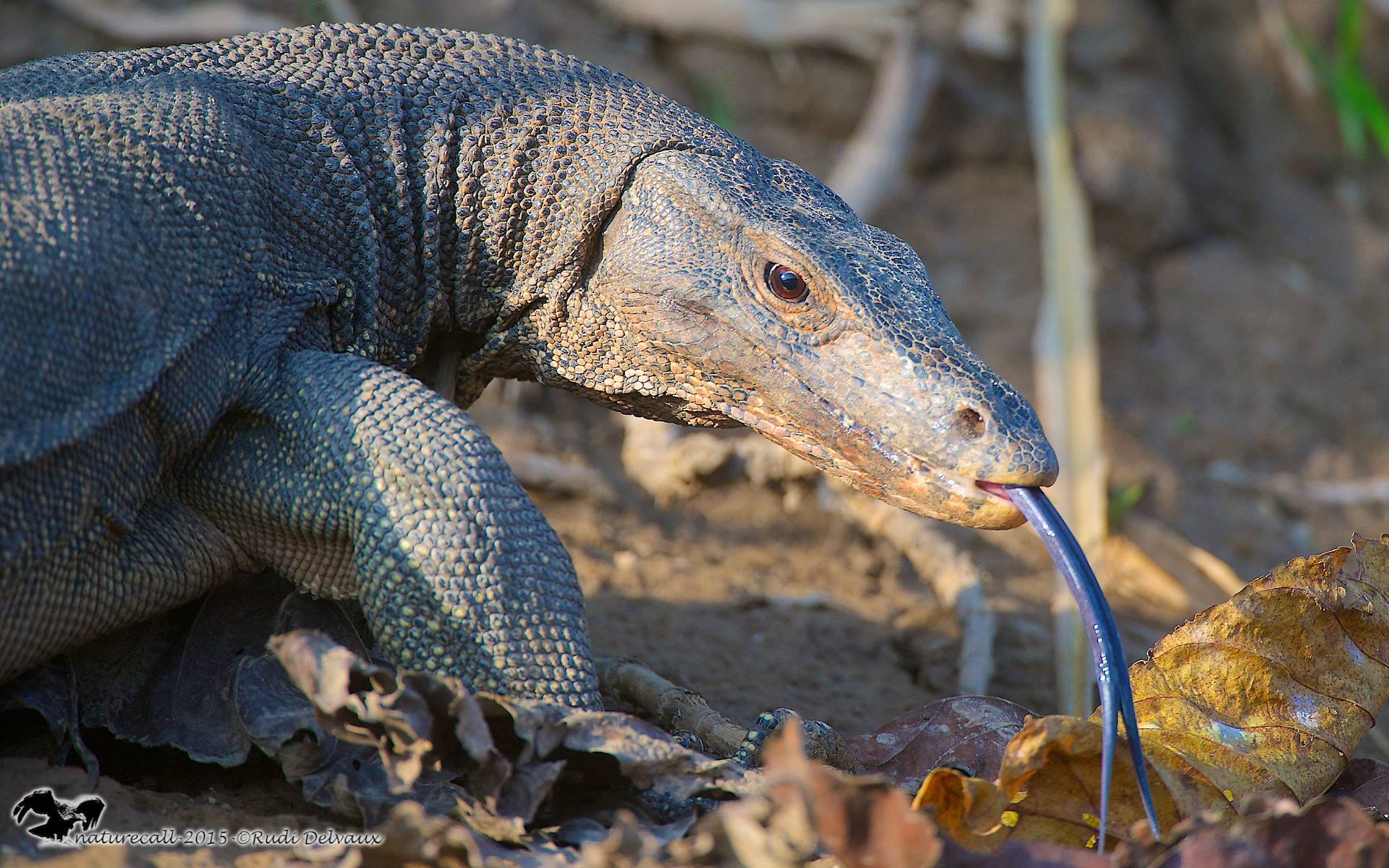 Monitor lizard in Borneo