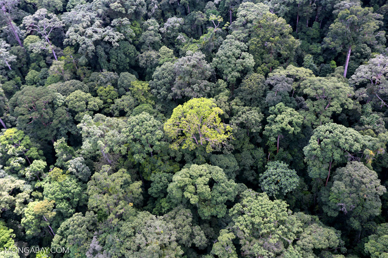 Aerial view of tropical rainforest canopy in Borneo